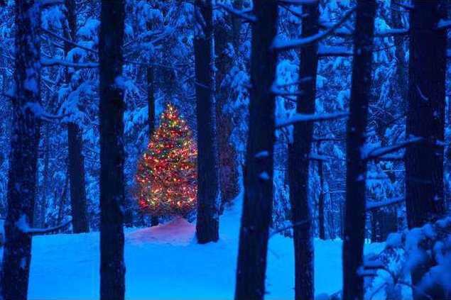 christmas-in-the-woods