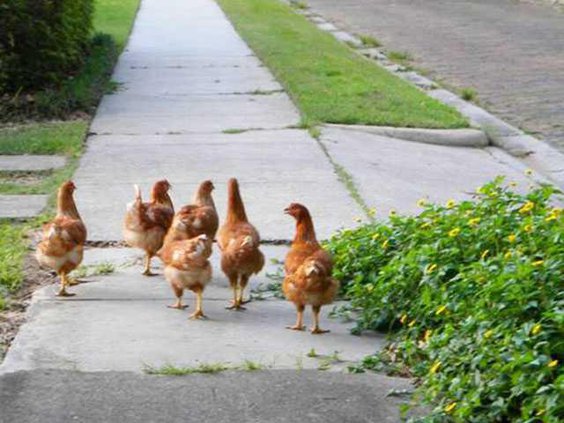 ChickensWEB