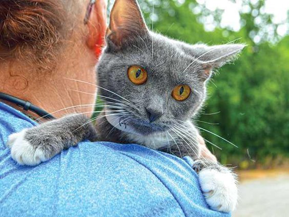 graykittyWEB