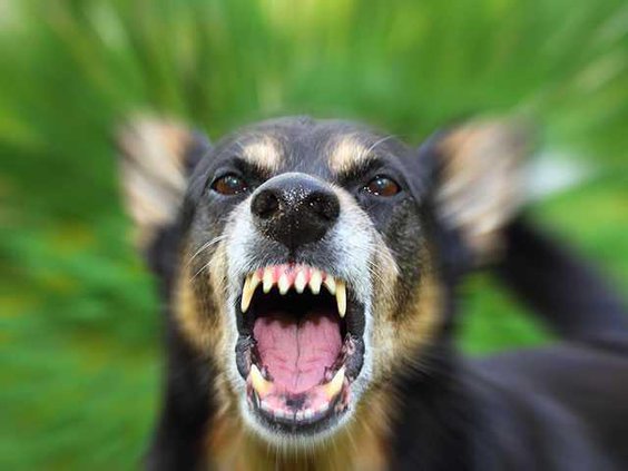 DogbiteWEB