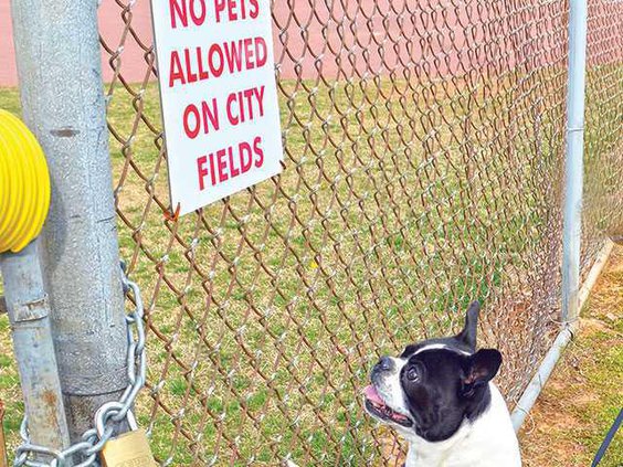 dog-park1WEB