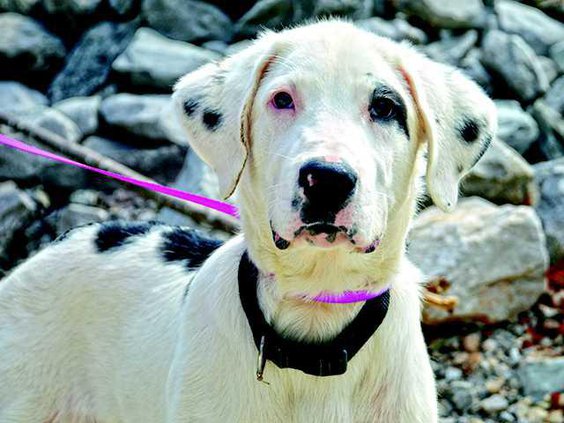pet of the week