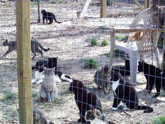 Animals kastaway kitties original