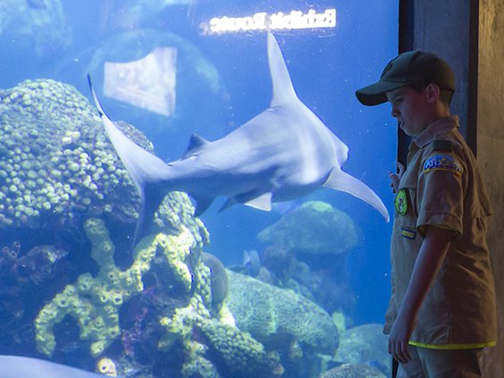 TN Aquarium Scout Days 2019 2.jpg