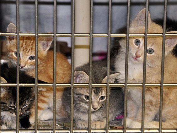 Kittens color.jpg