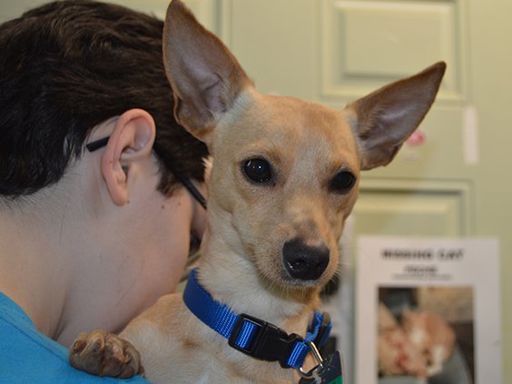 pet of the week original.jpg