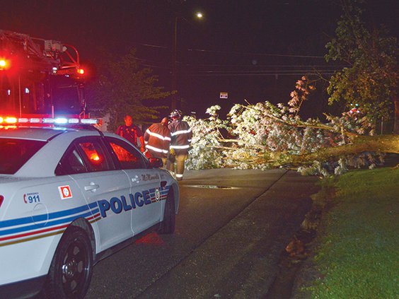 Clark Blvd tree.jpg