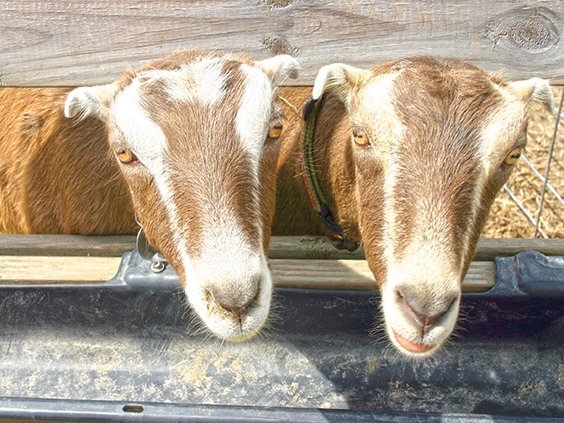 harmony- goats sticking their heads out.jpg