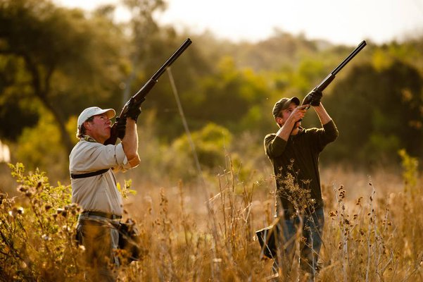 dove season