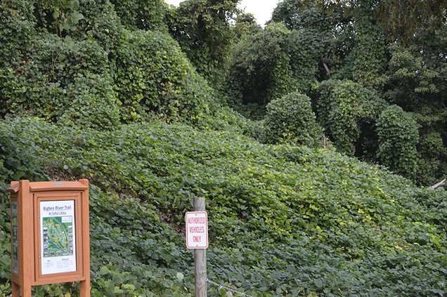 kudzu invasion2.jpg